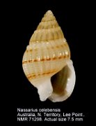 Nassarius celebensis (2)